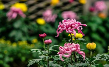 赞菊花作文500字作文8篇