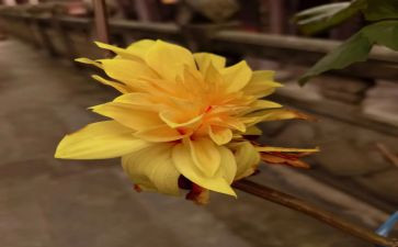 菊与刀读后感1500字最新5篇
