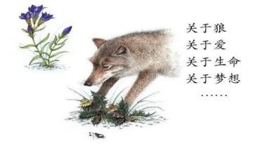 《狼王梦》的读后感400字8篇