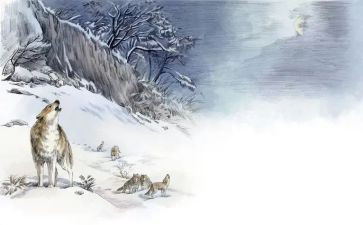 l狼王梦的读后感优秀6篇