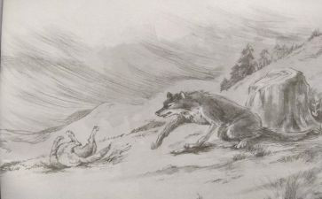 《狼王梦》的读后感300字8篇