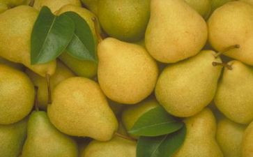 梨的调查报告总结推荐7篇