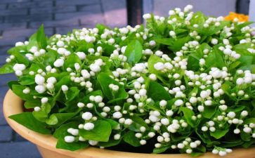 茉莉花教案5篇