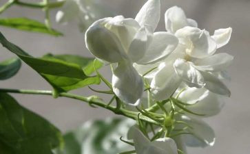 茉莉花优秀作文6篇