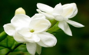 大班《茉莉花》教案7篇
