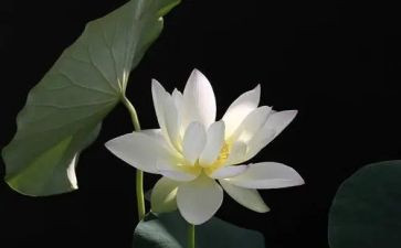 莲花的教案通用6篇