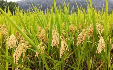 节约粮食的活动总结5篇