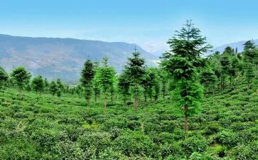 林业年度工作总结最新5篇