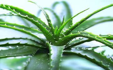 关于写芦荟的作文6篇