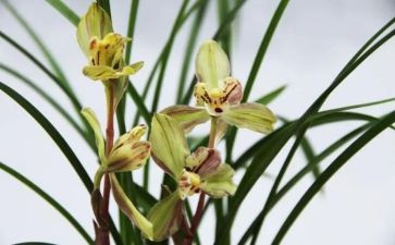 埋下一颗种子作文优质8篇