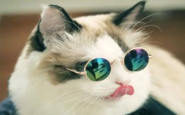 找小猫作文600字推荐7篇