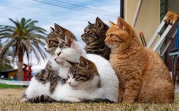 写小猫作文800字8篇