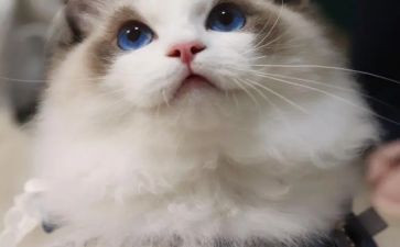 小猫米作文推荐6篇