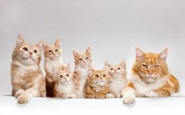 我的小猫300字作文5篇