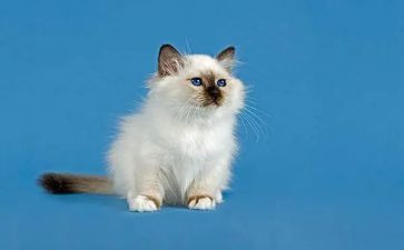 我和猫读后感优秀7篇