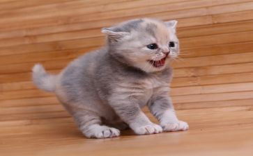 猫妈妈找小猫作文6篇