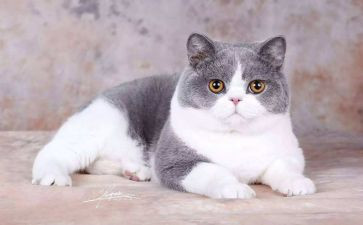 小猫做数学教案8篇