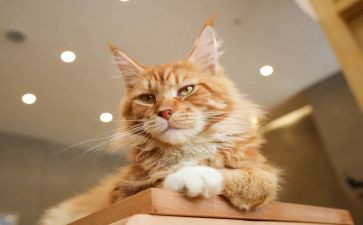可爱的猫作文推荐8篇