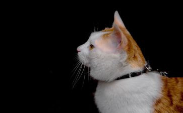 二年级做我的猫作文5篇