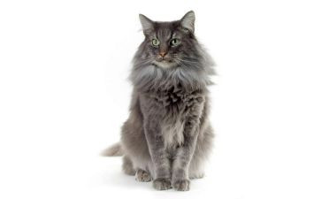 流浪猫的作文7篇