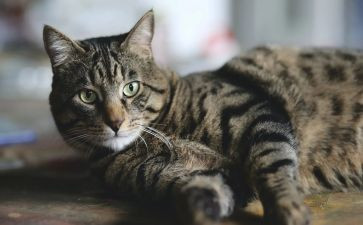我和猫读后感7篇