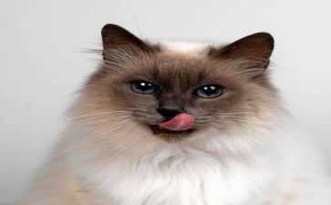 描写小动物猫的作文精选8篇
