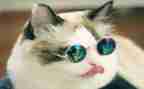 找小猫作文600字推荐7篇