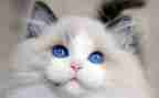 猫小学作文150字7篇