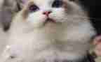 小猫米作文推荐6篇
