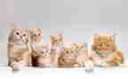 我的小猫300字作文5篇