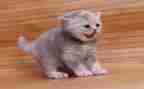 二年级做我的猫作文模板5篇