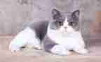 猫小学作文150字推荐6篇