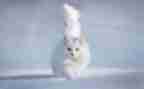 找小猫作文400字通用7篇