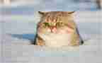怕老鼠的猫作文通用6篇