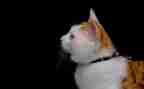 猫和狗的故事作文300字6篇