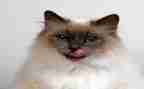 描写小动物猫的作文精选8篇