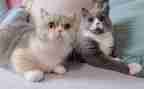 小猫米作文最新5篇