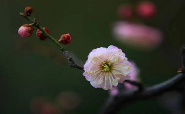 梅花树作文模板6篇