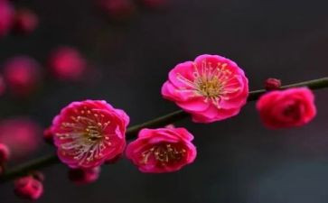 梅花树作文参考6篇