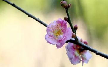 描写春天梅花的作文6篇