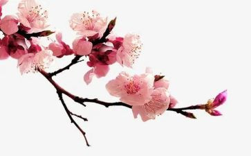描写梅花的作文8篇