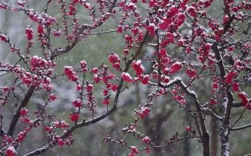梅花树作文7篇