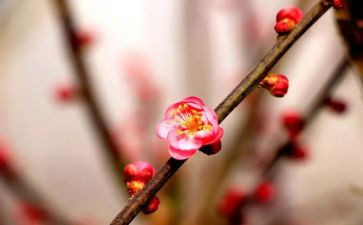 梅花魂演讲稿7篇