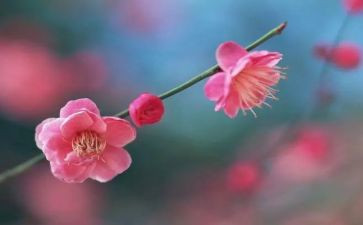 关于梅花的优秀作文7篇