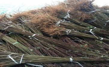 苗木采购种植合同8篇