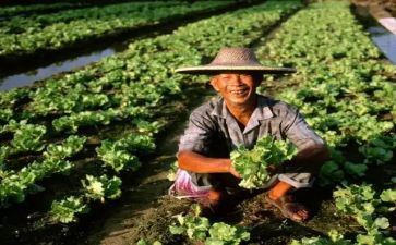 关于农民的调查报告5篇