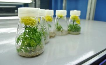 培养优秀生工作计划5篇