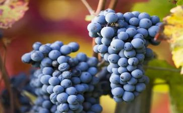 描写葡萄的作文作文5篇