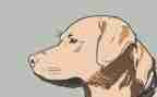 野犬女皇读后感通用6篇