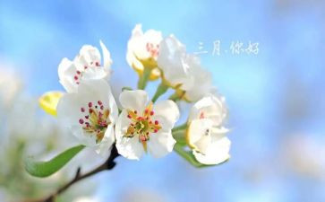 三月学雷锋心得5篇
